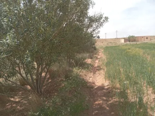 Vente Terrain Agricole Djelfa Djelfa