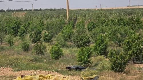 Vente Terrain Agricole Djelfa Bouira lahdab