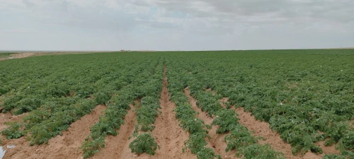 Vente Terrain Agricole Djelfa Birine