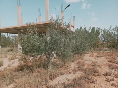 Vente Terrain Agricole Djelfa Birine