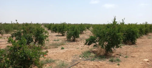 Vente Terrain Agricole Djelfa Ain oussara