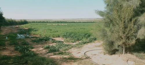 Vente Terrain Agricole Djelfa Ain oussara
