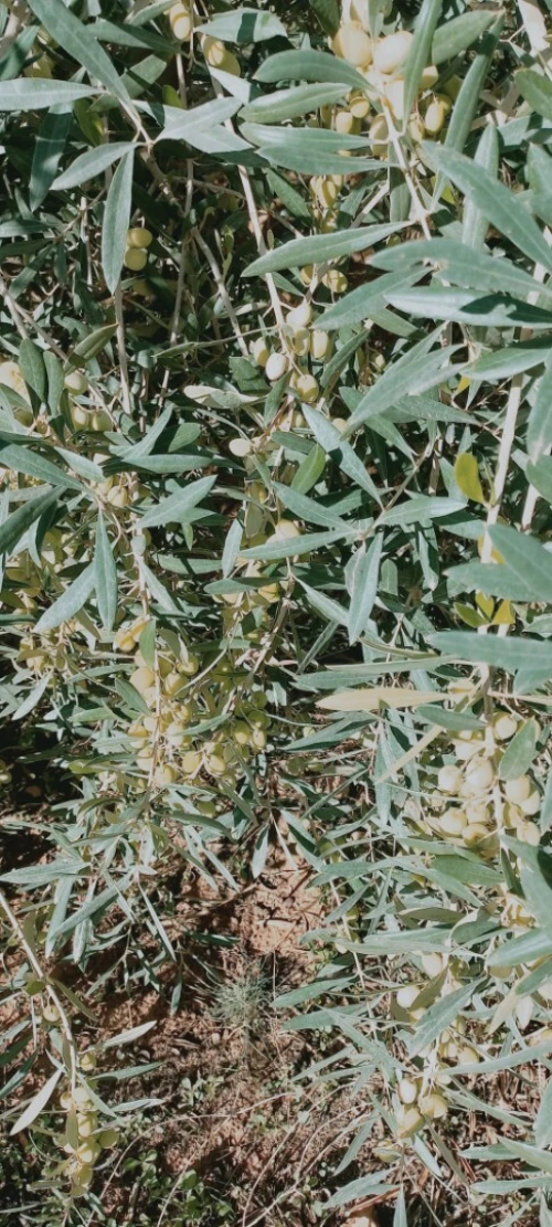 Vente Terrain Agricole Djelfa Birine