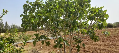 Vente Terrain Agricole Djelfa Zaafrane
