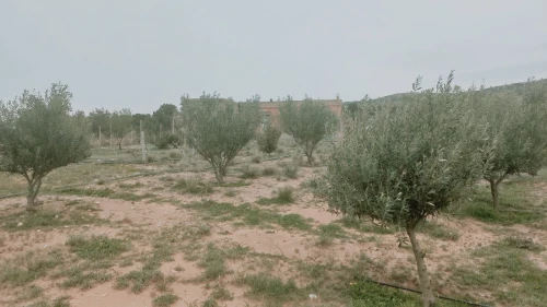 Vente Terrain Agricole Djelfa Djelfa