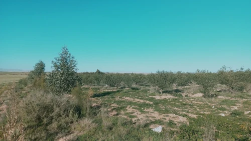 Vente Terrain Agricole Djelfa Birine