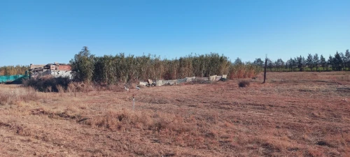 Vente Terrain Agricole Djelfa Ain oussara