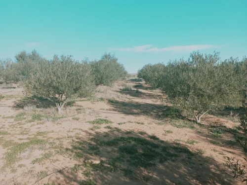 Vente Terrain Agricole Djelfa Ain oussara