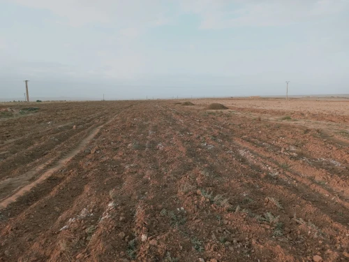 Vente Terrain Agricole Djelfa Djelfa