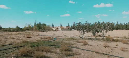 Vente Terrain Agricole Djelfa Zaafrane