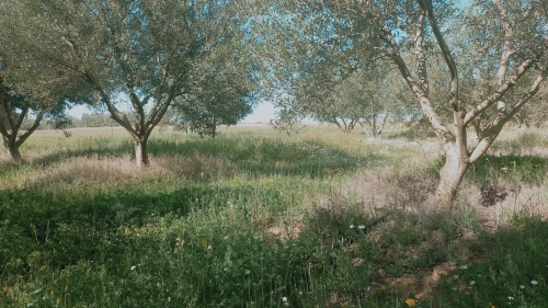 Vente Terrain Agricole Djelfa Ain oussara