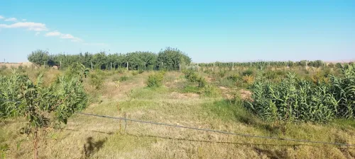 Vente Terrain Agricole Djelfa Djelfa