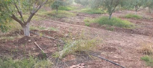 Vente Terrain Agricole Djelfa Bouira lahdab