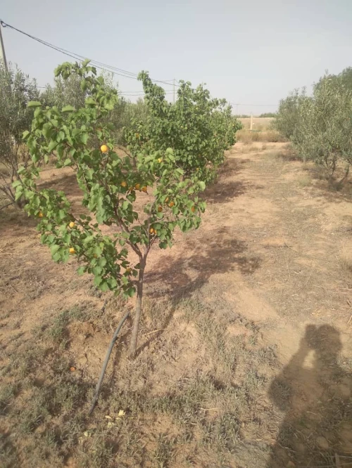 Vente Terrain Agricole Djelfa Charef