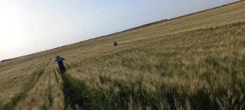 Vente Terrain Agricole Djelfa Djelfa