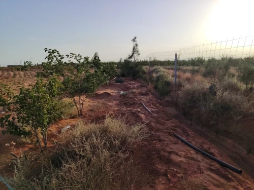 Vente Terrain Agricole Djelfa Hassi bahbah