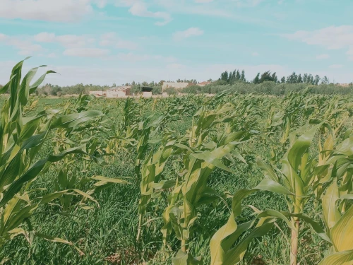 Vente Terrain Agricole Djelfa Djelfa