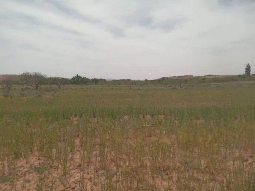 Vente Terrain Agricole Djelfa Djelfa