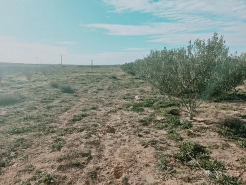Vente Terrain Agricole Djelfa Ain oussara