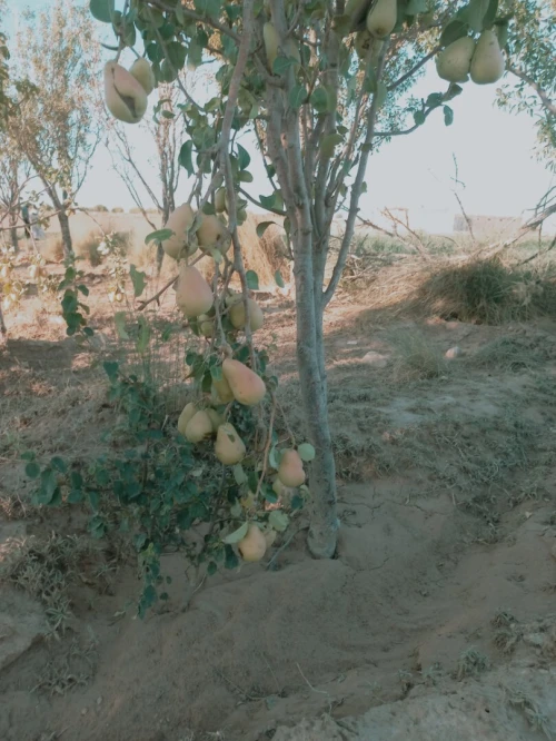 Vente Terrain Agricole Djelfa Djelfa