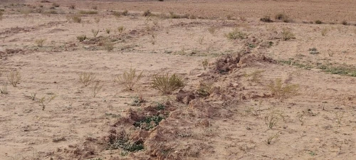Vente Terrain Agricole Djelfa Djelfa