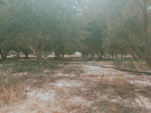 Vente Terrain Agricole Djelfa Djelfa