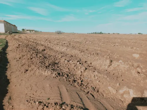 Vente Terrain Agricole Djelfa Had sahary