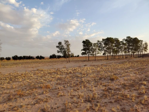 Vente Terrain Agricole Djelfa Zaafrane