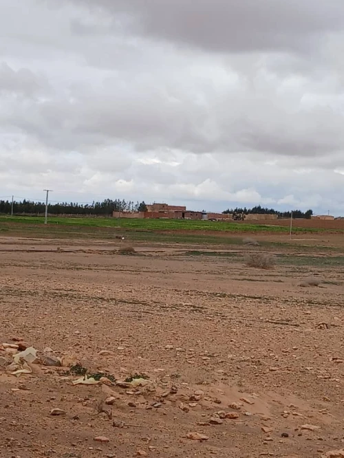 Vente Terrain Agricole Djelfa Had sahary