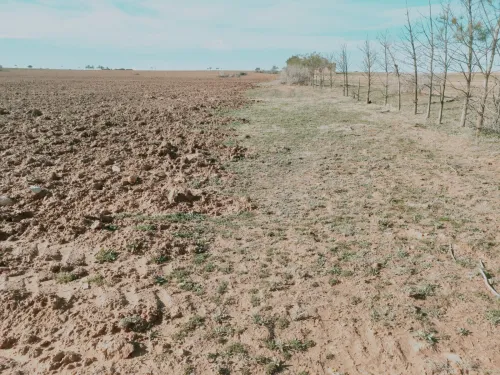 Vente Terrain Agricole Djelfa Had sahary