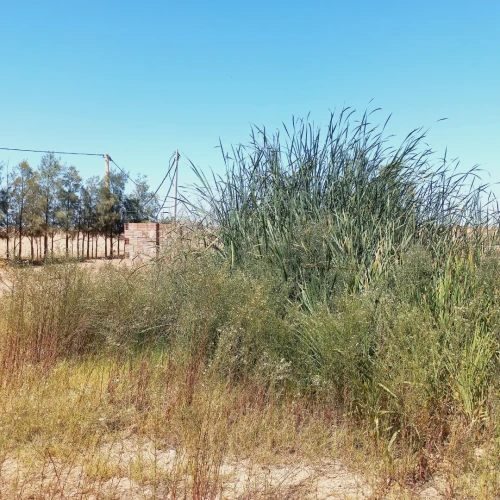 Vente Terrain Agricole Djelfa Benhar