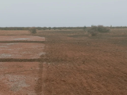 Vente Terrain Agricole Djelfa Benhar