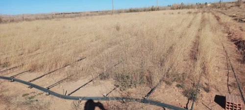 Vente Terrain Agricole Djelfa Djelfa