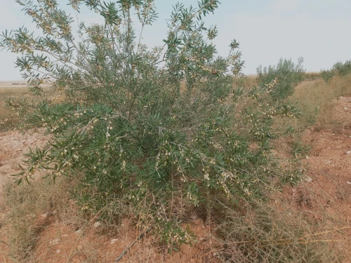 Vente Terrain Agricole Djelfa Birine