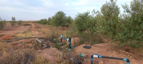 Vente Terrain Agricole Djelfa Bouira lahdab