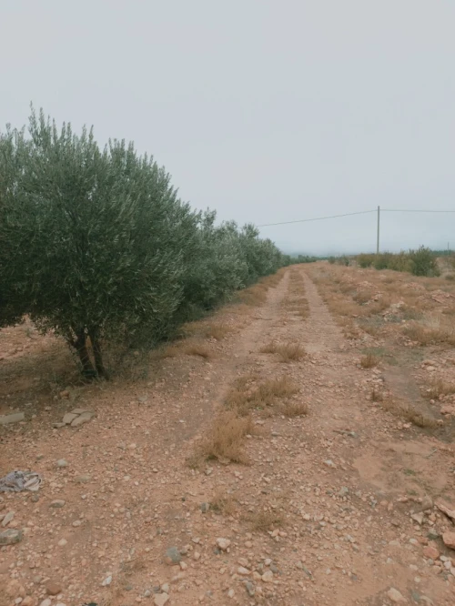 Vente Terrain Agricole Djelfa Djelfa