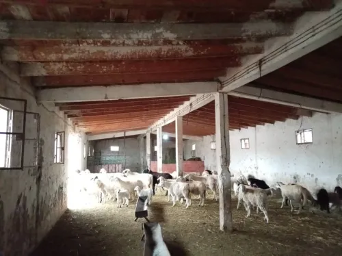 Vente Terrain Agricole Djelfa Djelfa