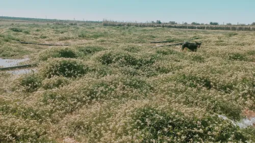 Vente Terrain Agricole Djelfa Hassi bahbah