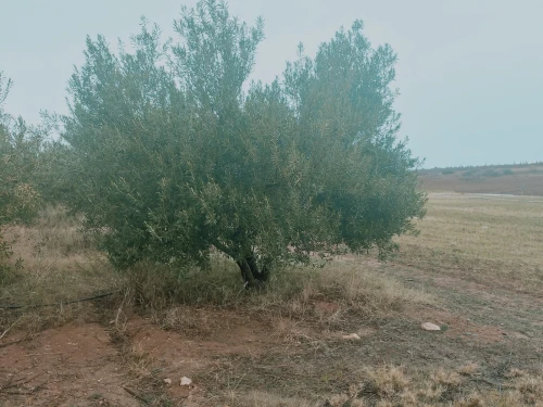 Vente Terrain Agricole Djelfa Benhar