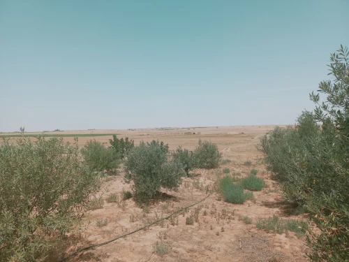 Vente Terrain Agricole Djelfa Birine