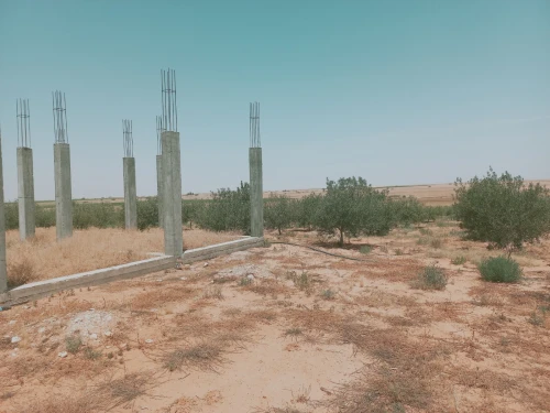 Vente Terrain Agricole Djelfa Birine