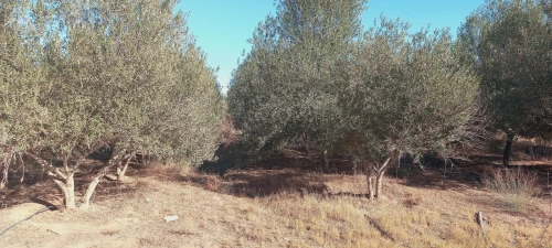 Vente Terrain Agricole Djelfa Ain oussara