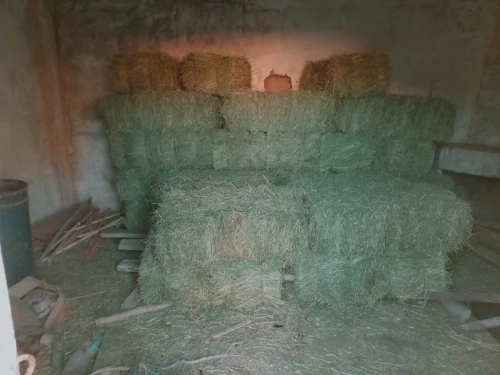 Vente Terrain Agricole Djelfa Djelfa