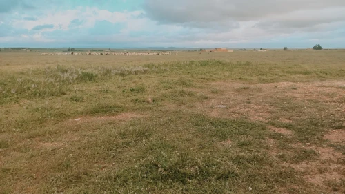 Vente Terrain Agricole Djelfa Hassi bahbah