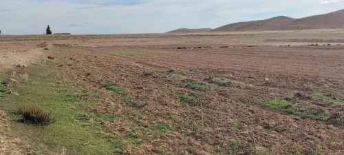 Vente Terrain Agricole Djelfa Djelfa