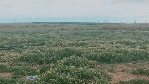 Vente Terrain Agricole Djelfa Hassi bahbah