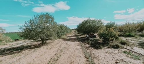 Vente Terrain Agricole Djelfa Birine
