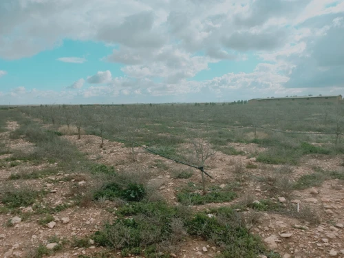 Vente Terrain Agricole Djelfa Ain oussara