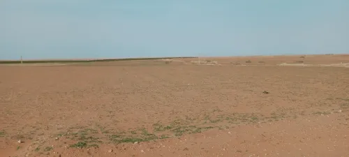 Vente Terrain Agricole Djelfa Ain oussara