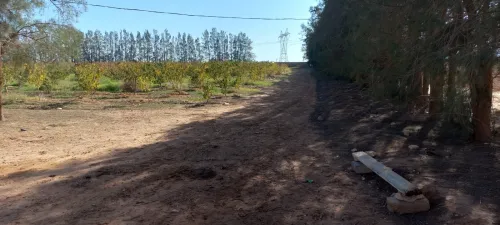Vente Terrain Agricole Djelfa Ain oussara